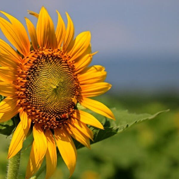Sonnenblumen... / © TWNN/pixabay.com/CC0 1.0 Sonnenblumen...